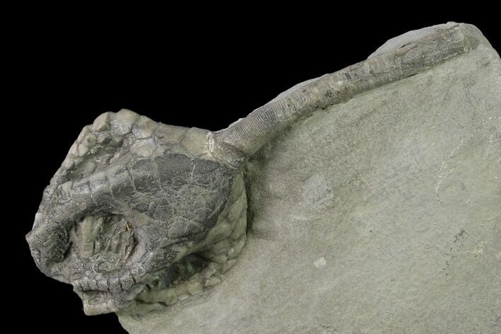 Crinoid (Onychocrinus) Fossil - Crawfordsville, Indiana #136542